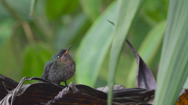 Tyrian Metaltail (Santa Marta) - ML259757751