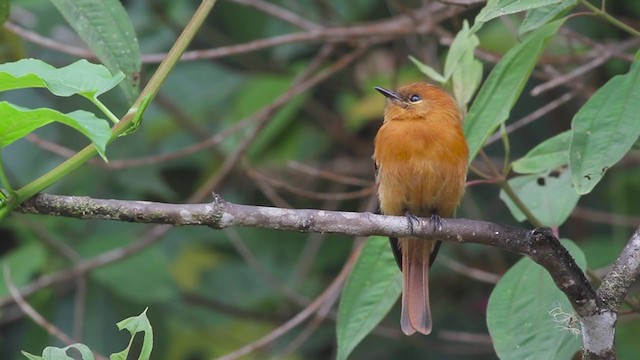 Cinnamon Flycatcher (Santa Marta) - ML259758241