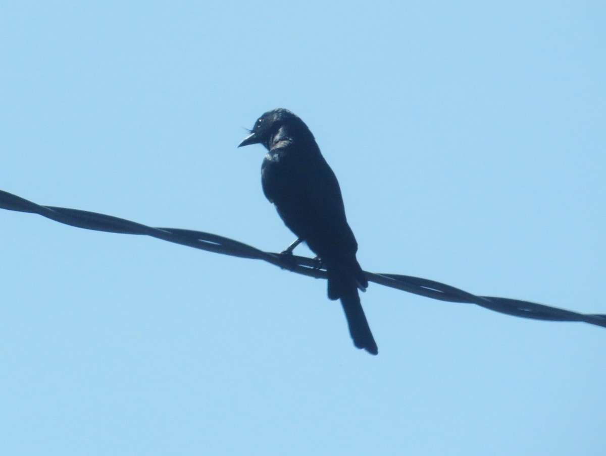 Hair-crested Drongo - ML25975831