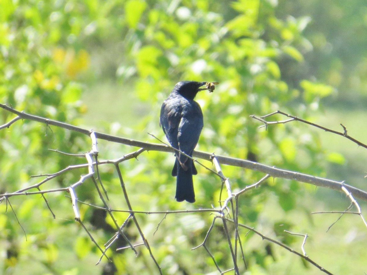Hair-crested Drongo - ML25975861