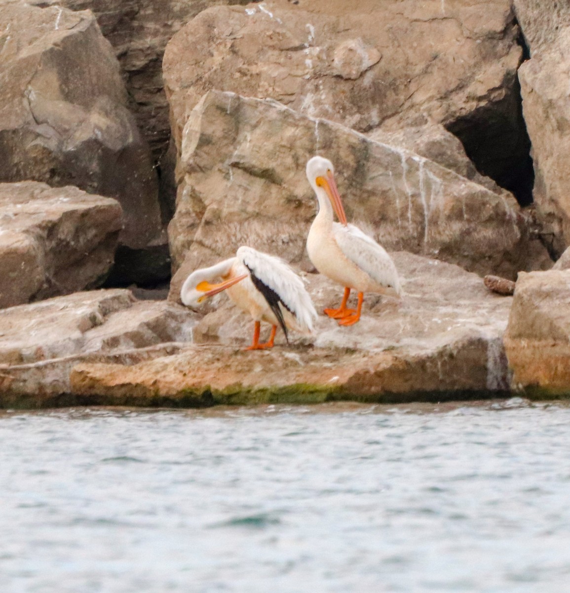 American White Pelican - Lisa Bacon