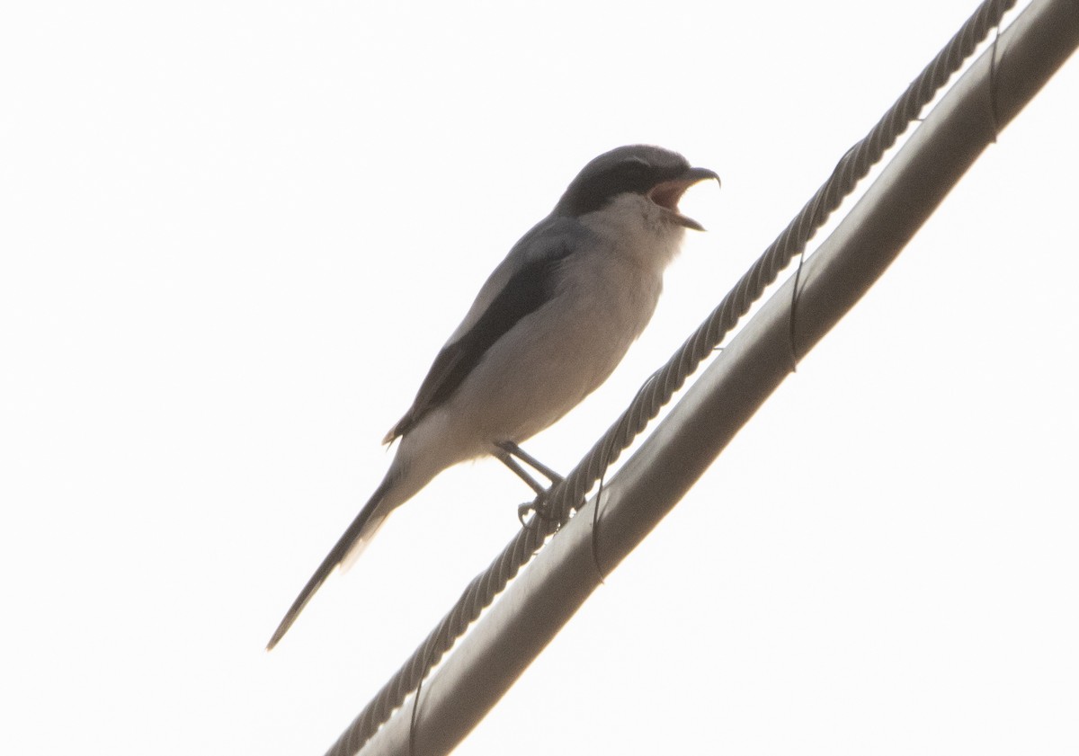 Loggerhead Shrike - ML259761091