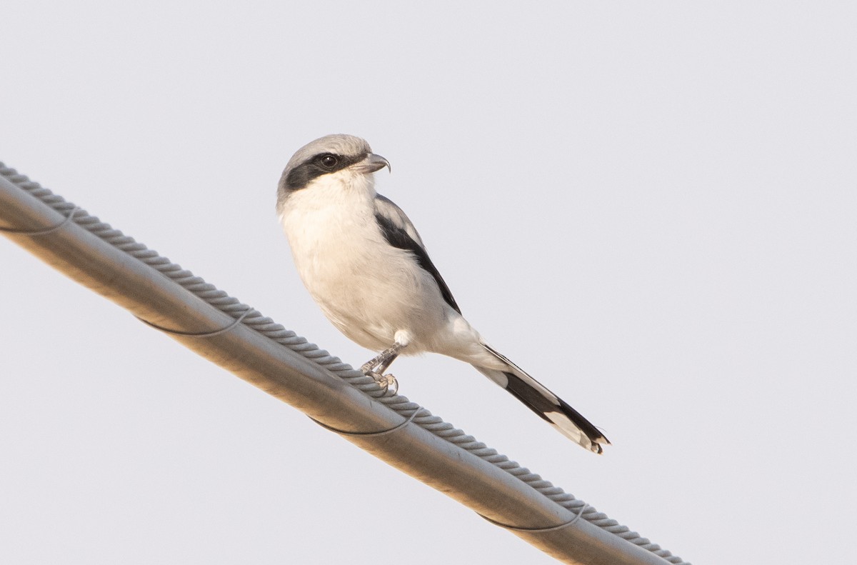 Loggerhead Shrike - ML259761121