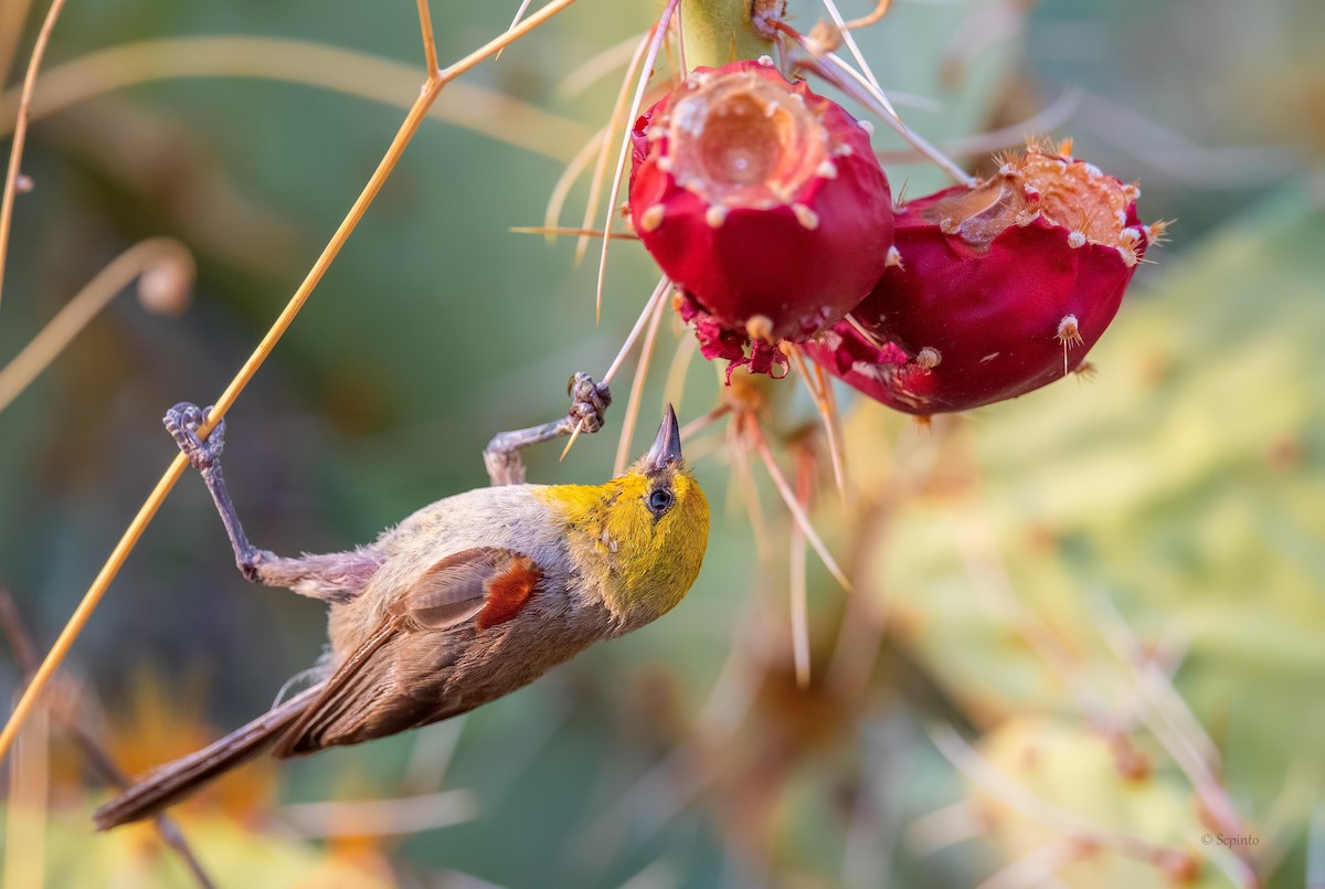 Verdin - Shailesh Pinto