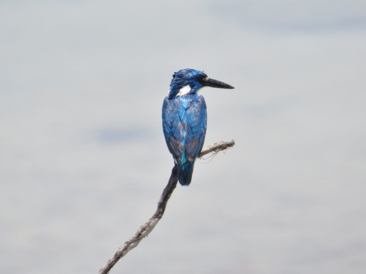 Small Blue Kingfisher - ML25976221