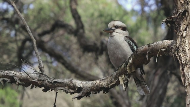 Laughing Kookaburra - ML259762921