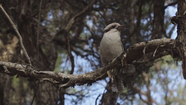 Laughing Kookaburra - ML259762991