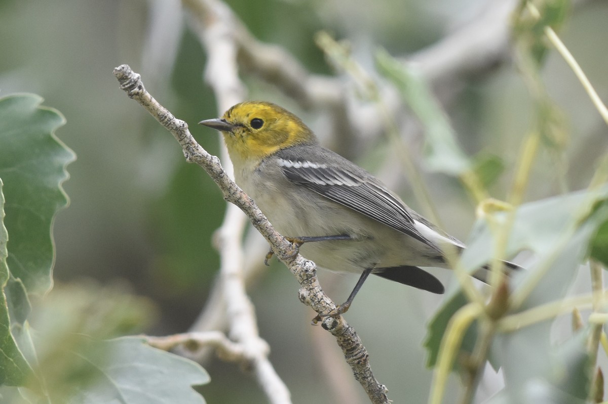 Hermit Warbler - ML259763371