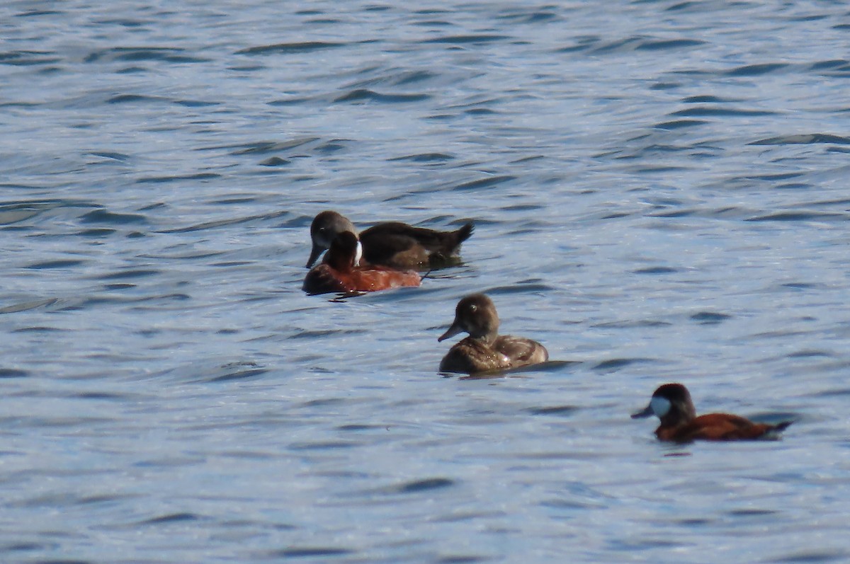 Ruddy Duck - Bethsheila Kent