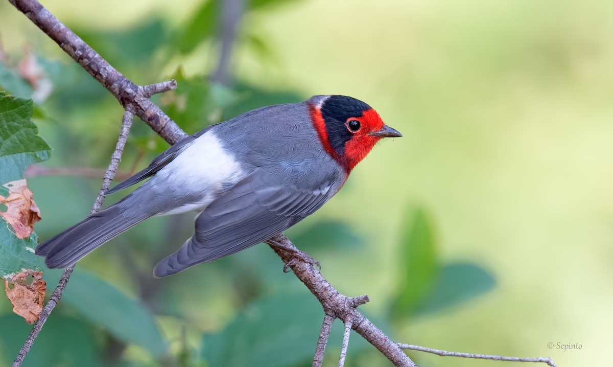 Red-faced Warbler - Shailesh Pinto