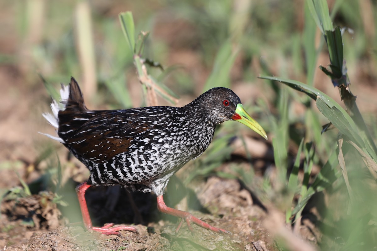 Spotted Rail - Ian Thompson