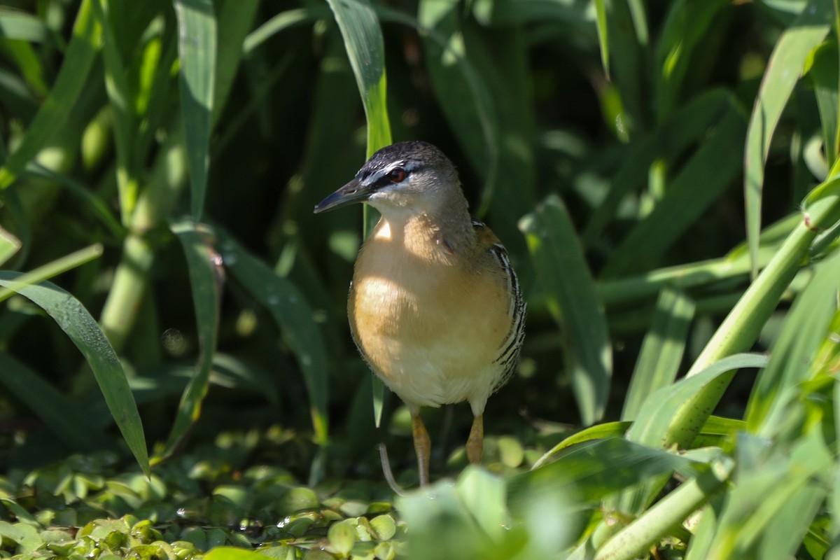 Yellow-breasted Crake - Ian Thompson