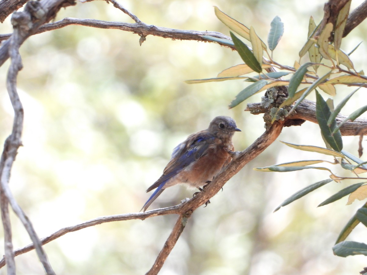 Western Bluebird - ML259768171