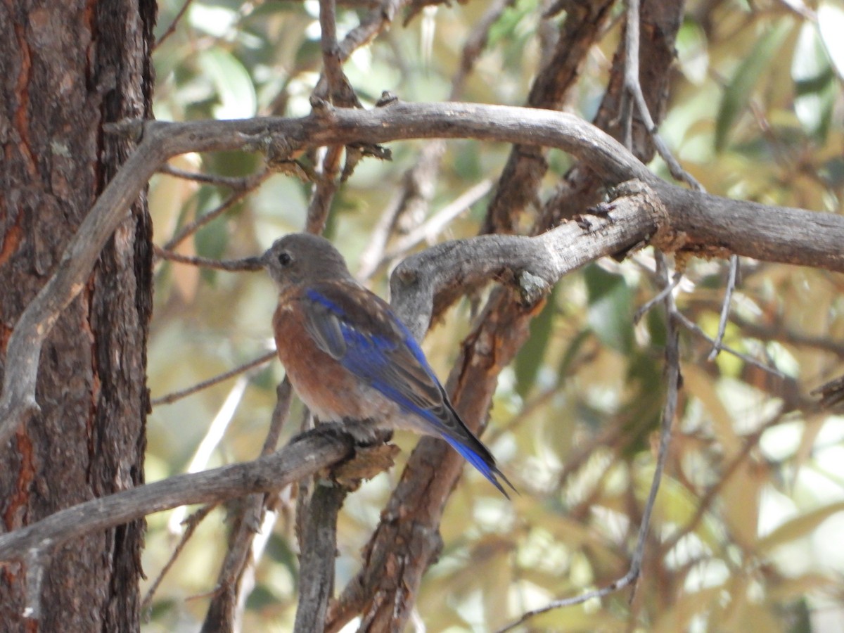 Western Bluebird - Robert Salisbury