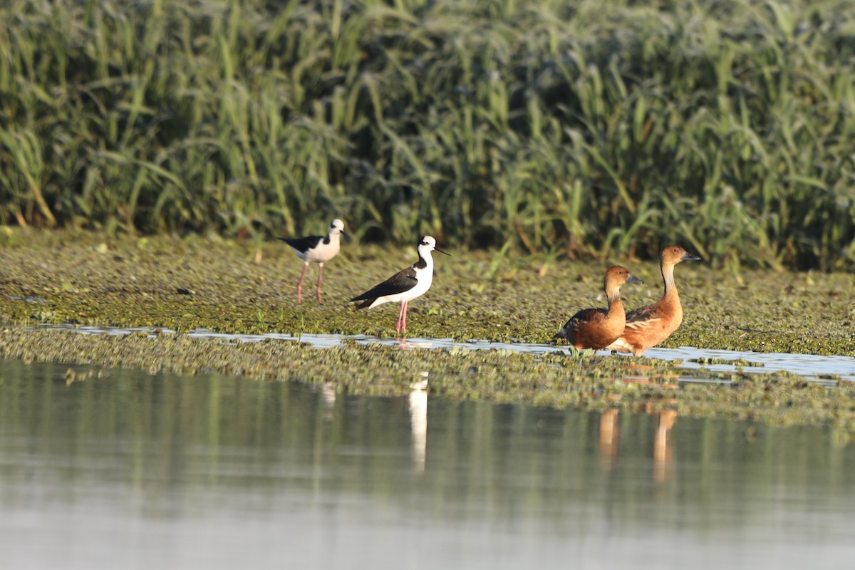 Black-necked Stilt (White-backed) - ML259768261