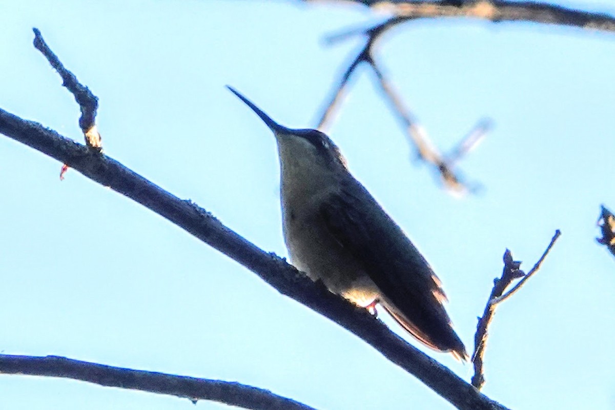 Ruby-throated Hummingbird - Linda Hamp