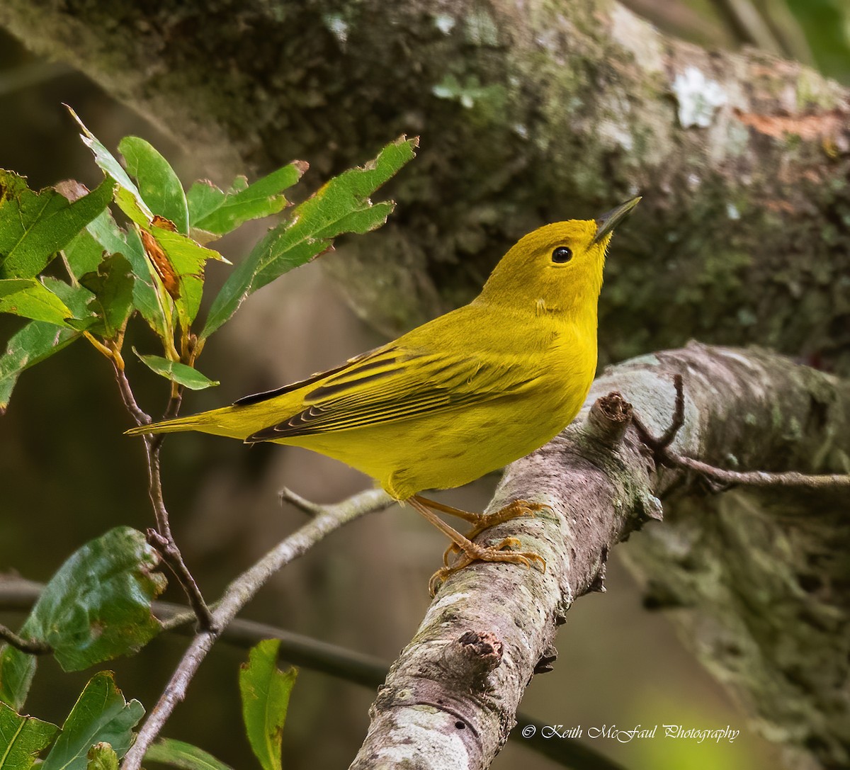 Yellow Warbler - ML259769191