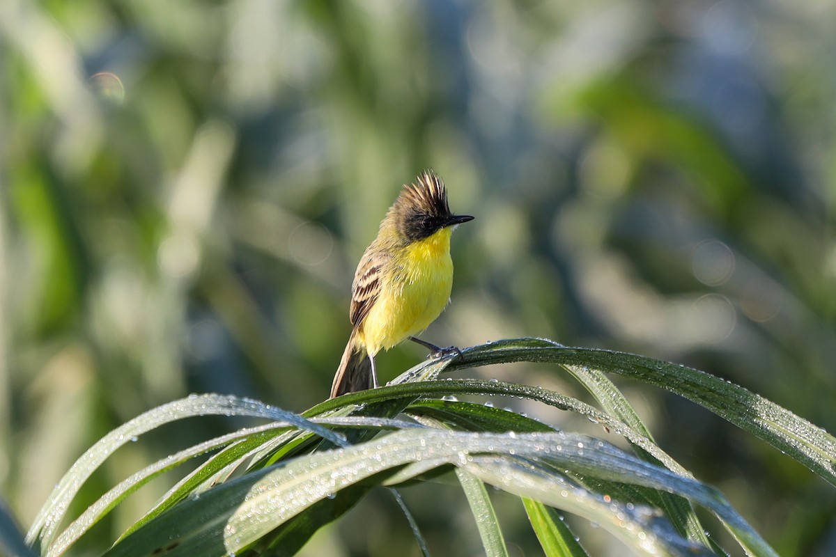 Crested Doradito - Ian Thompson