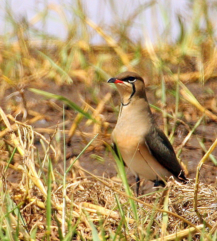 Glaréole à collier - ML259771881