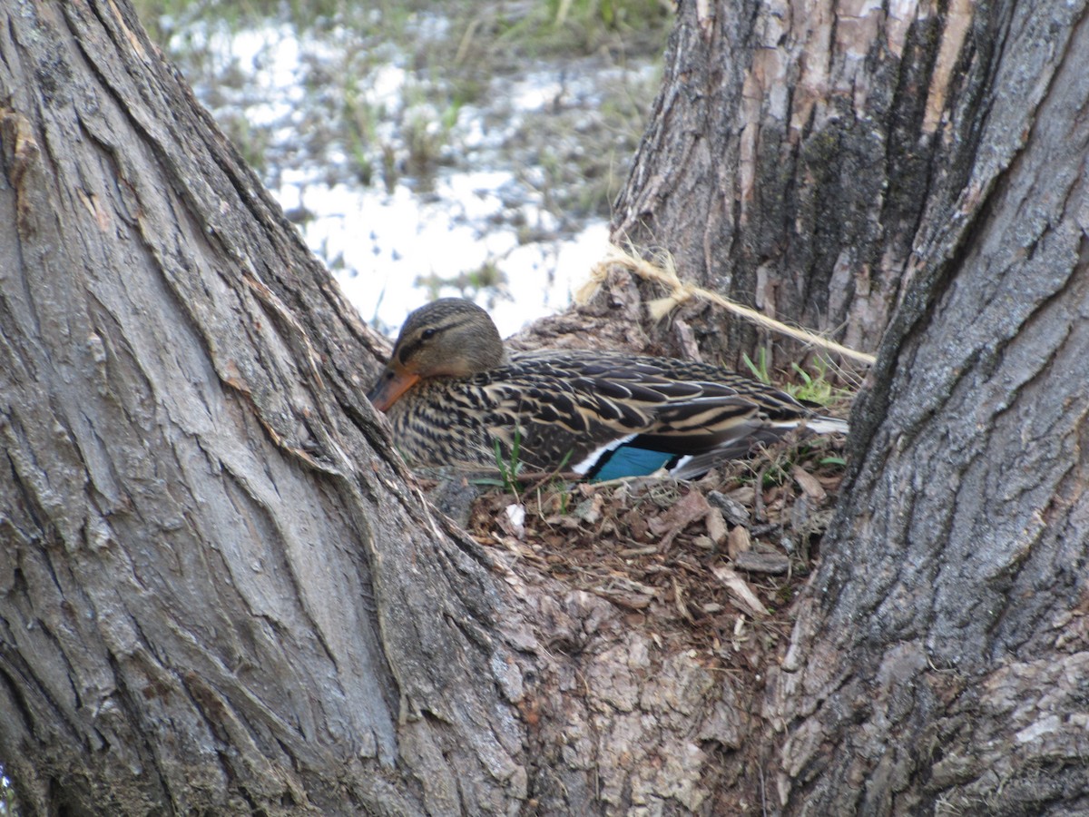 Mallard - David Lugo