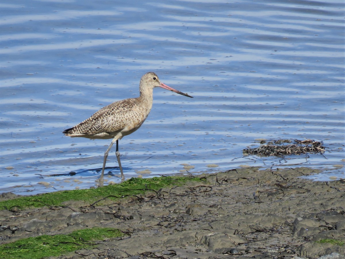 Marbled Godwit - Rejean Beauchesne