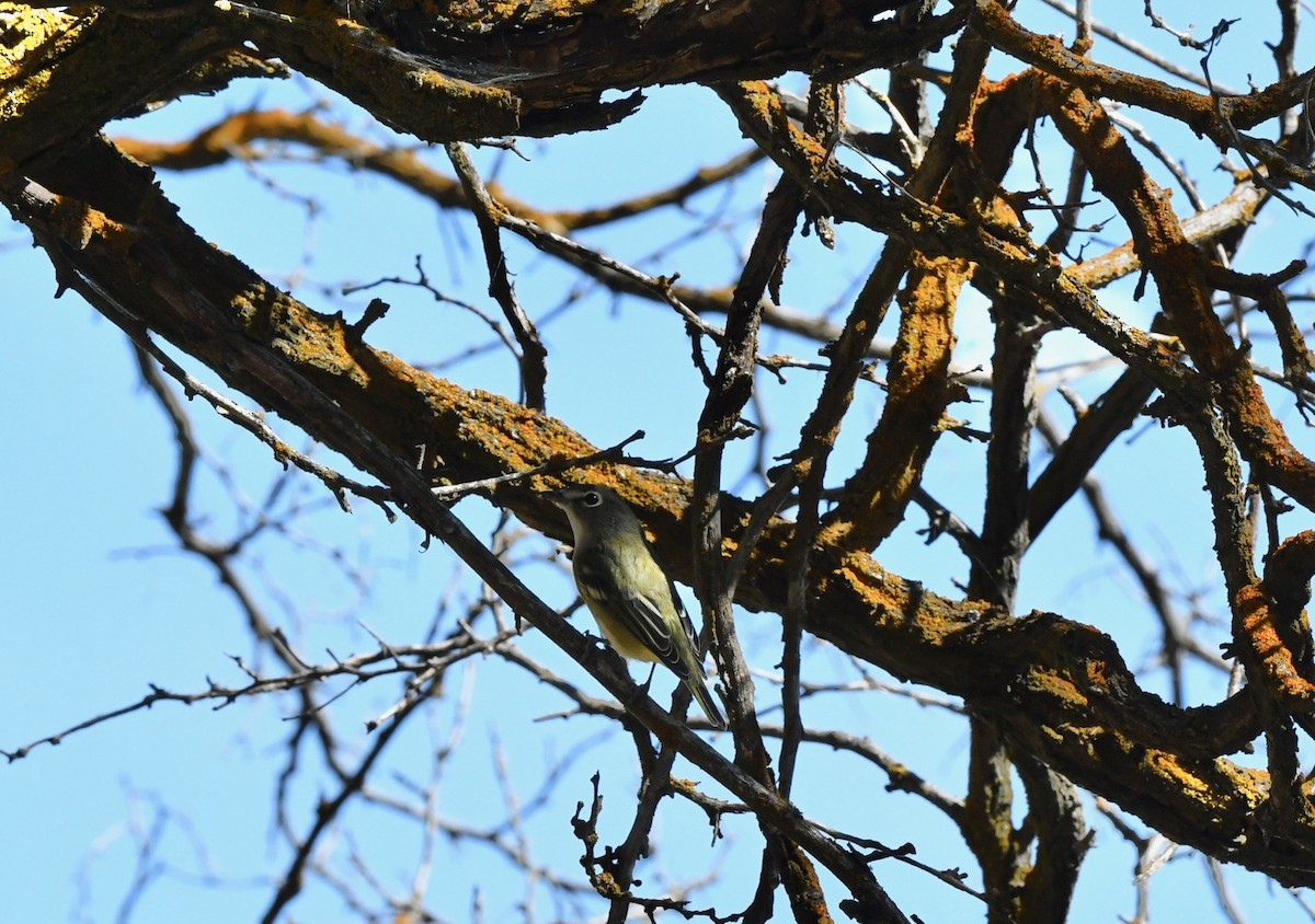 Cassin's Vireo - Norman Eshoo