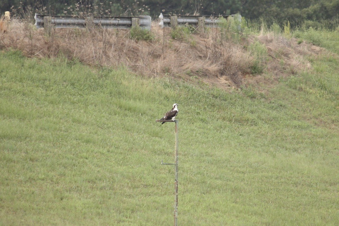 Osprey - ML259776691