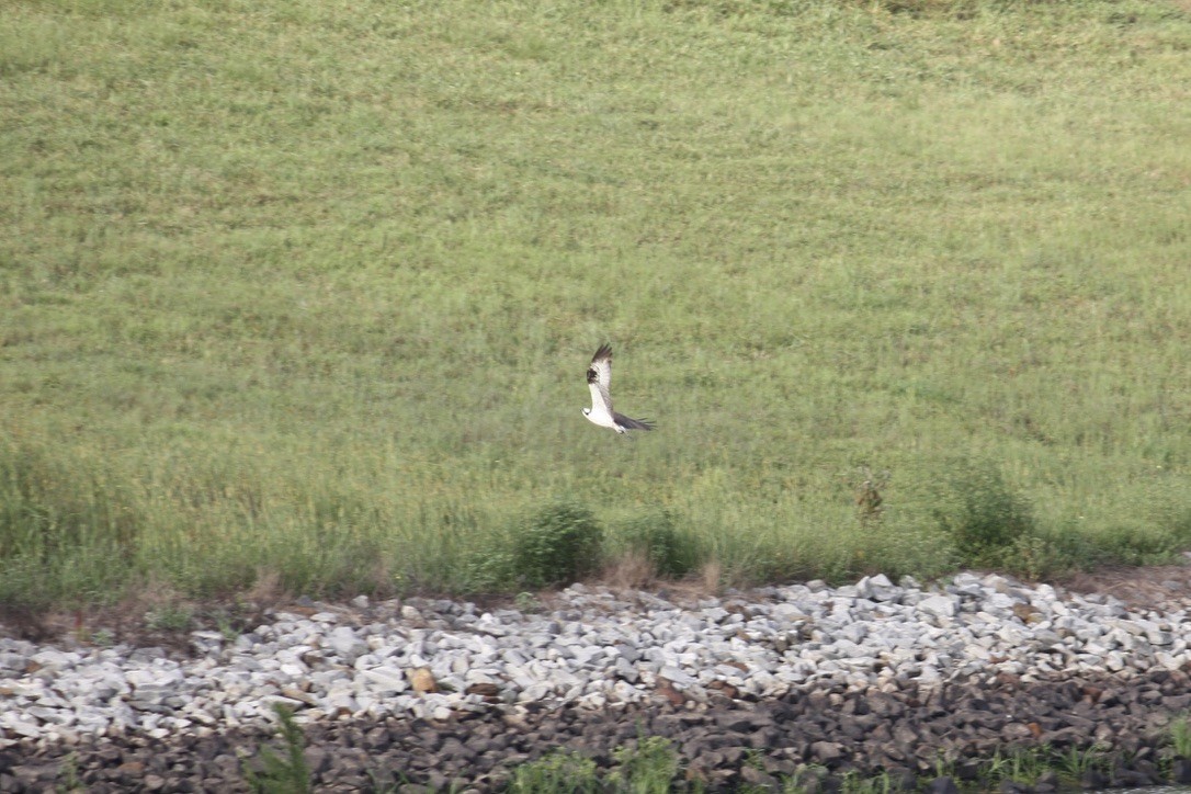 Osprey - ML259776711