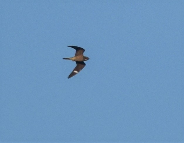Common Nighthawk - ML259777461