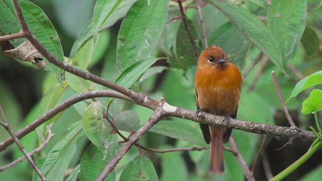 Cinnamon Flycatcher (Santa Marta) - ML259777611