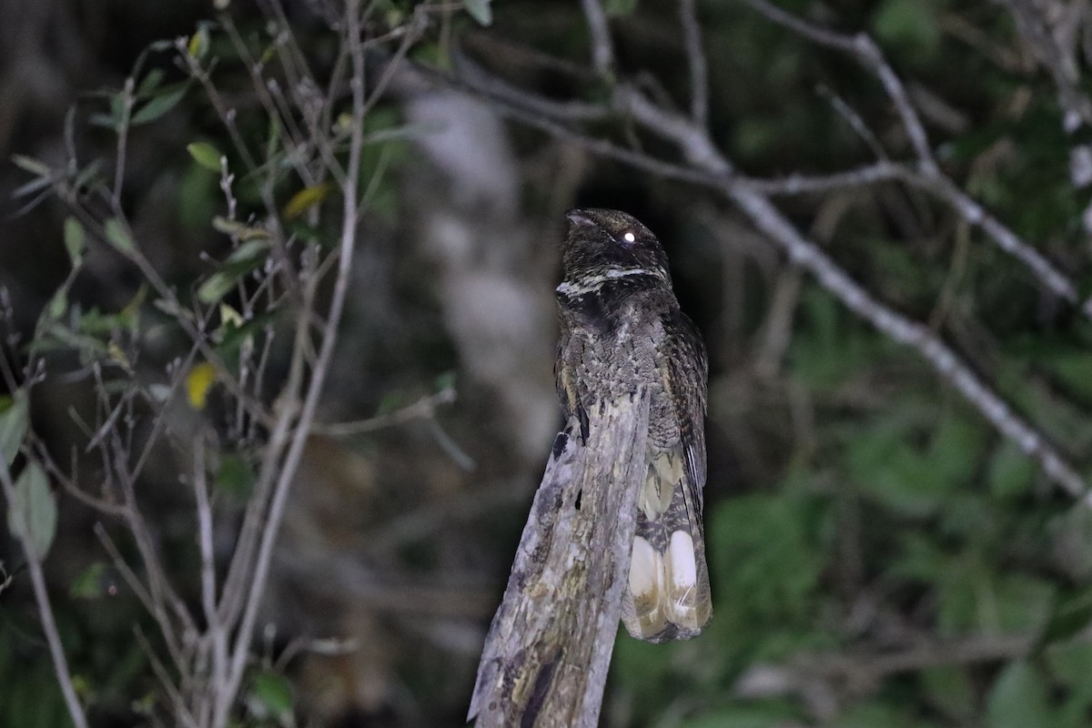 Rufous Nightjar (South American) - ML259779161