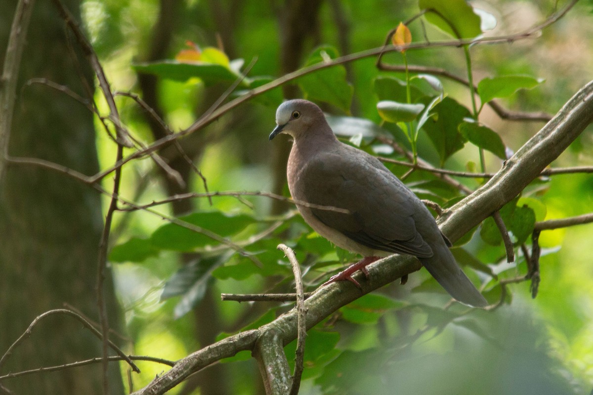 Colombe à front gris - ML259779251