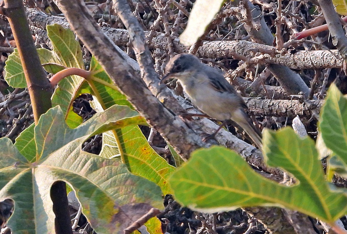 Rüppell's Warbler - silverwing 123
