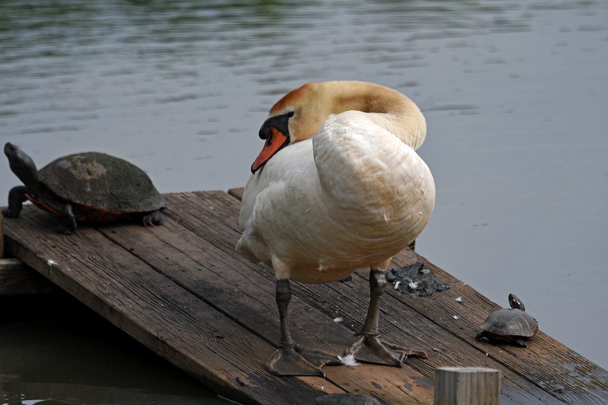 Cygne tuberculé - ML259781411