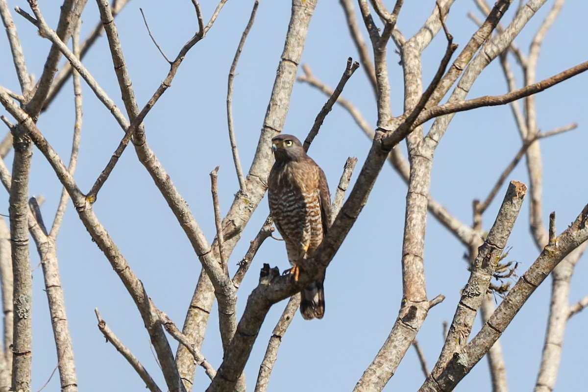 Roadside Hawk (Southern) - ML259781851