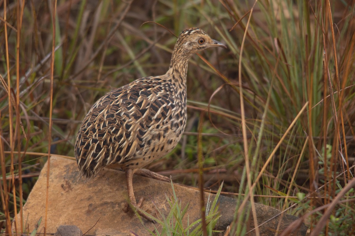 Tinamou tacheté - ML259782371