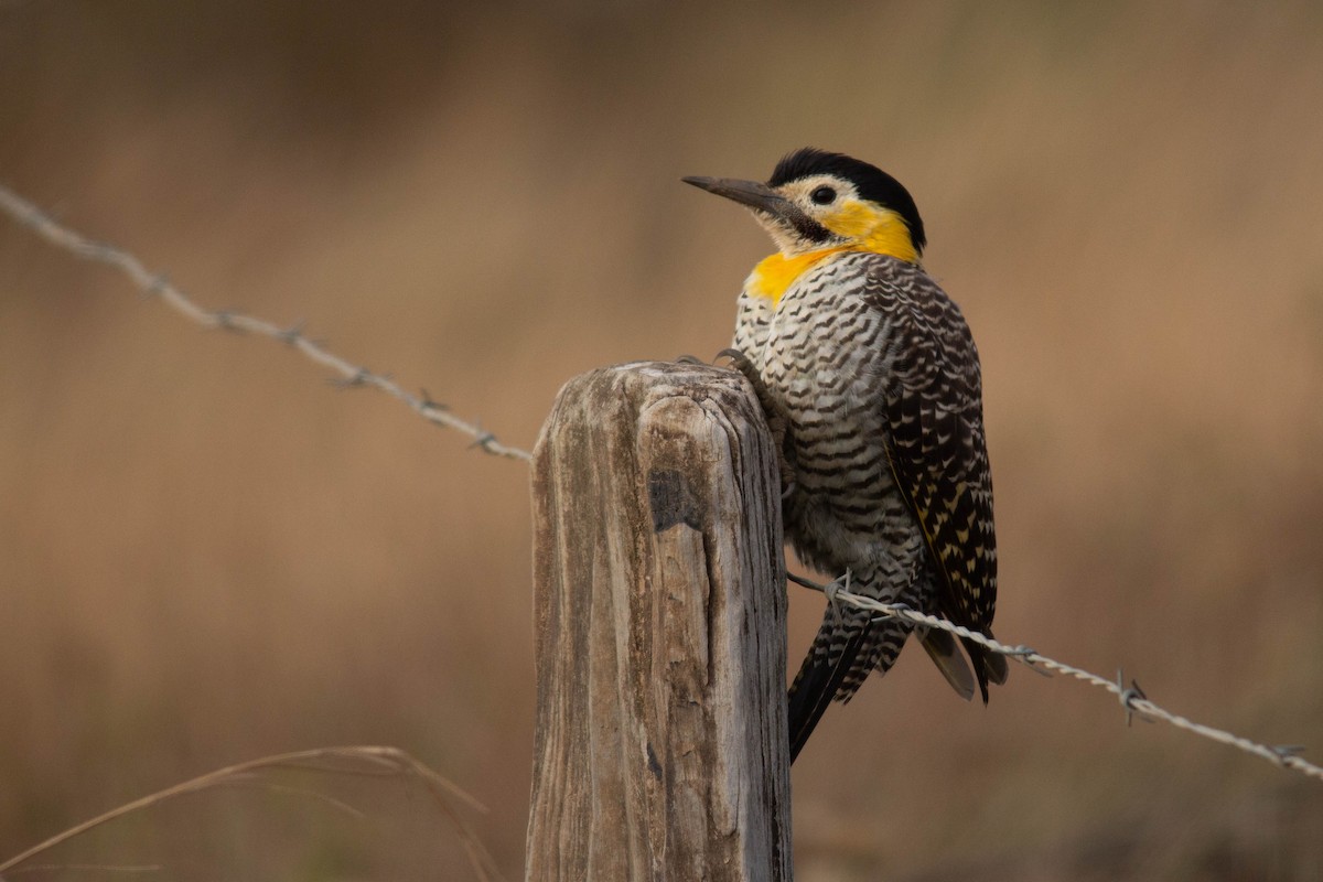 Campo Flicker - ML259782411