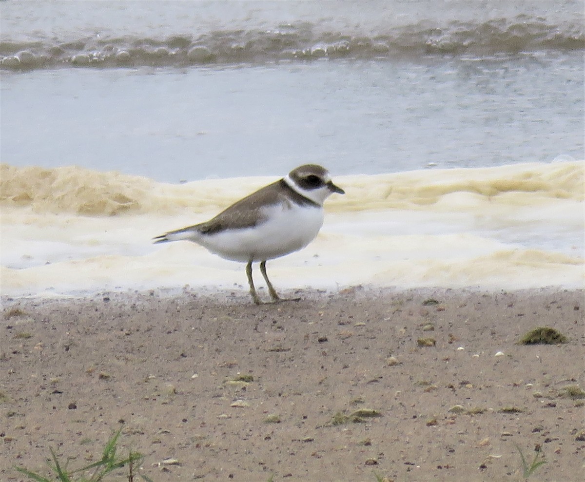 Semipalmated Plover - ML259782641