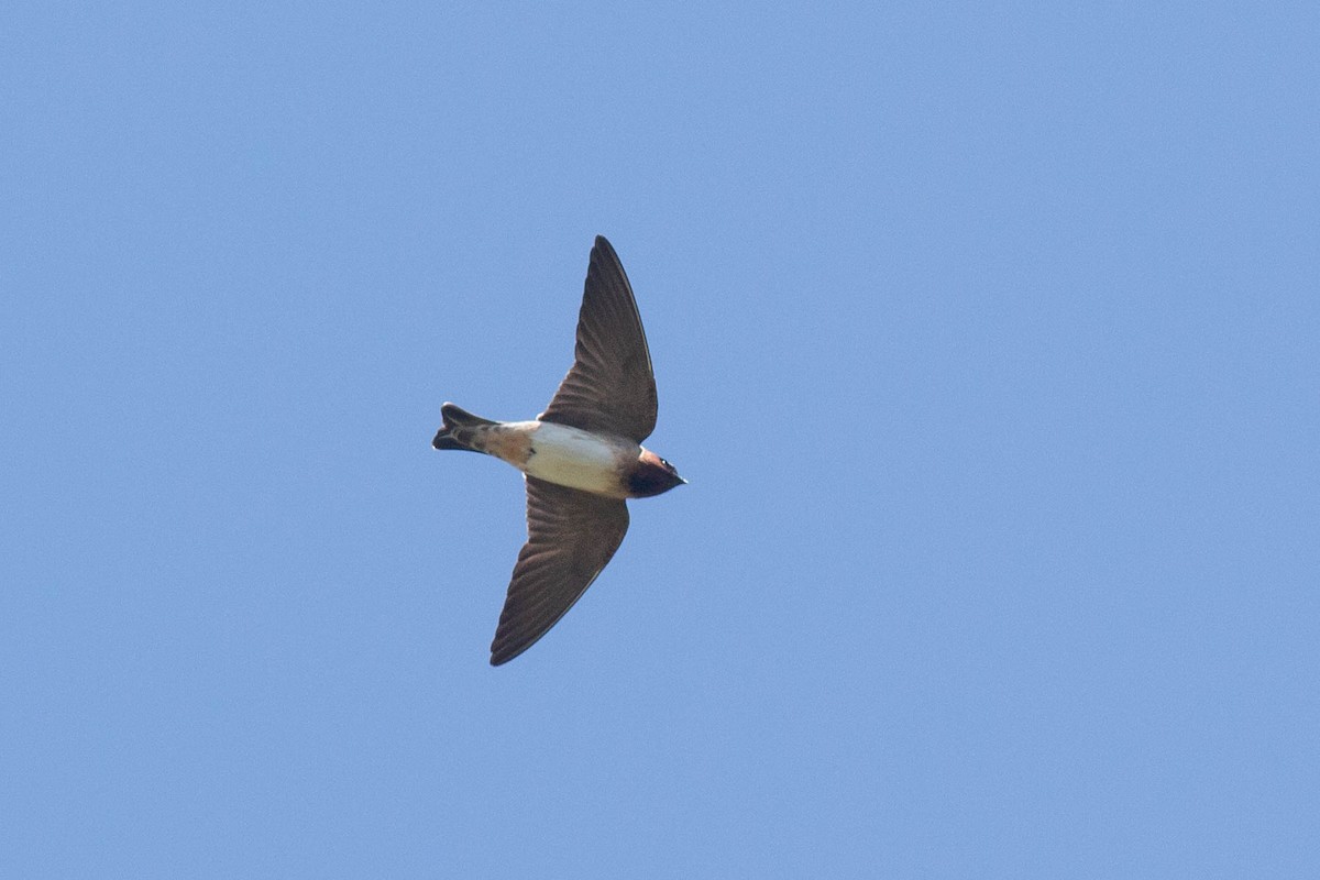 Cliff Swallow - ML259782981