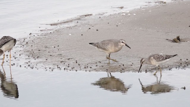 Red Knot - ML259784201