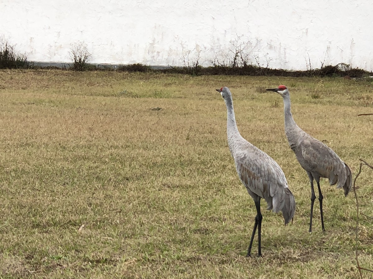 Sandhill Crane - ML259784981