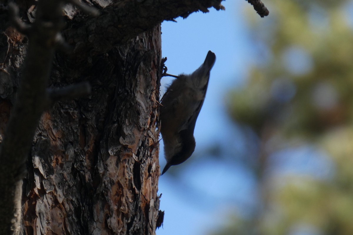 Pygmy Nuthatch - ML259786691