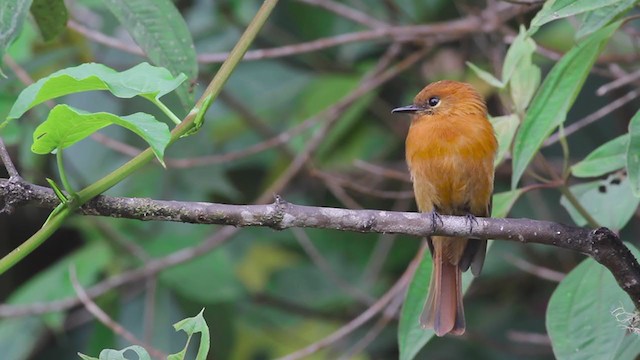 Cinnamon Flycatcher (Santa Marta) - ML259789201