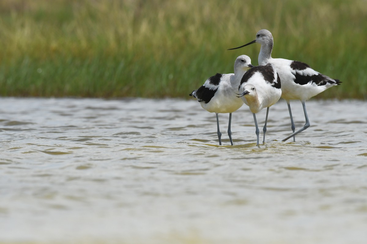 Avocette d'Amérique - ML259789961