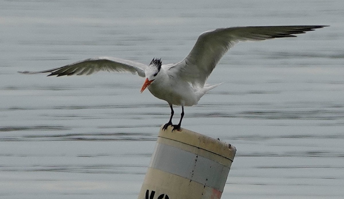 Royal Tern - Shirley Wilkerson