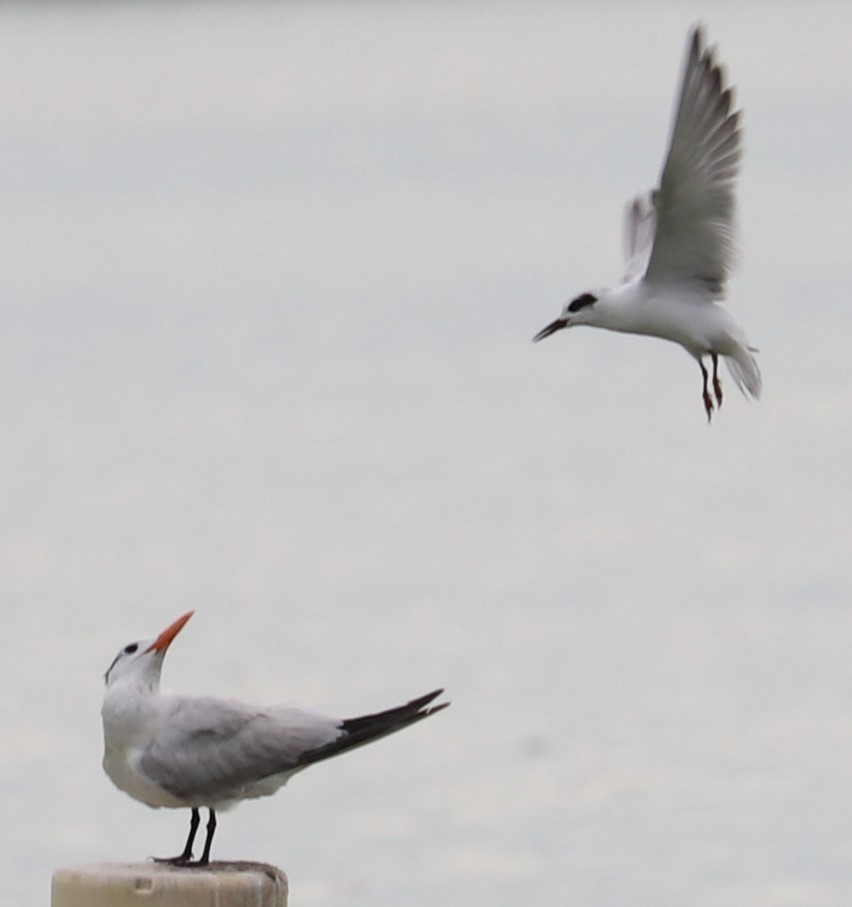 Royal Tern - ML259795451