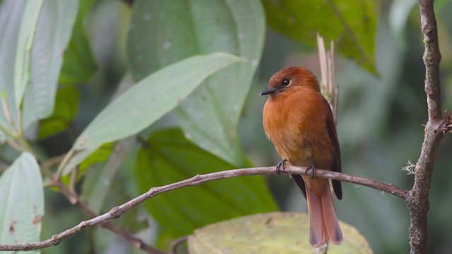 Cinnamon Flycatcher (Santa Marta) - ML259796641