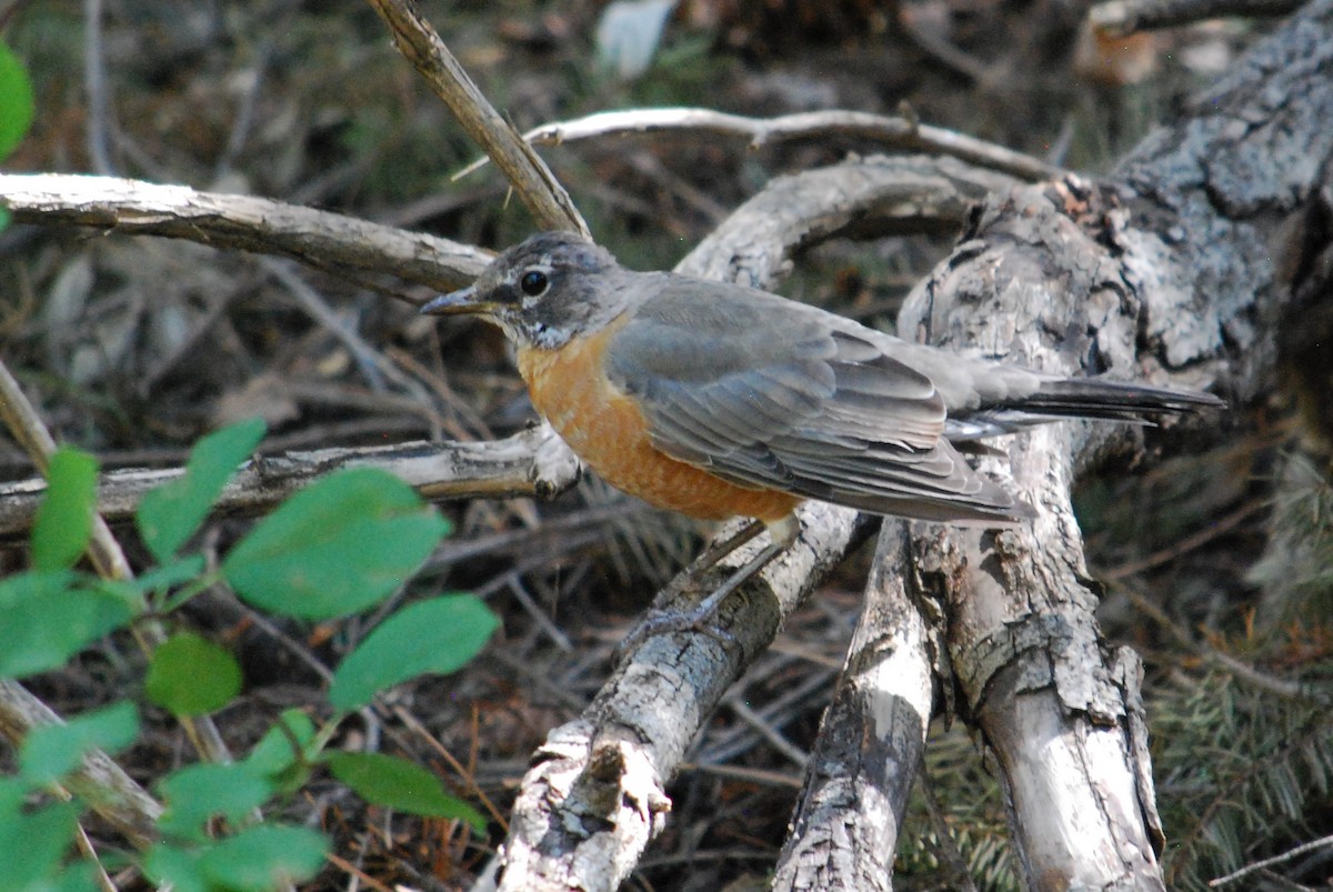American Robin - ML259797621
