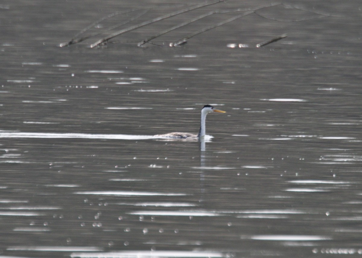 Clark's Grebe - ML259799911