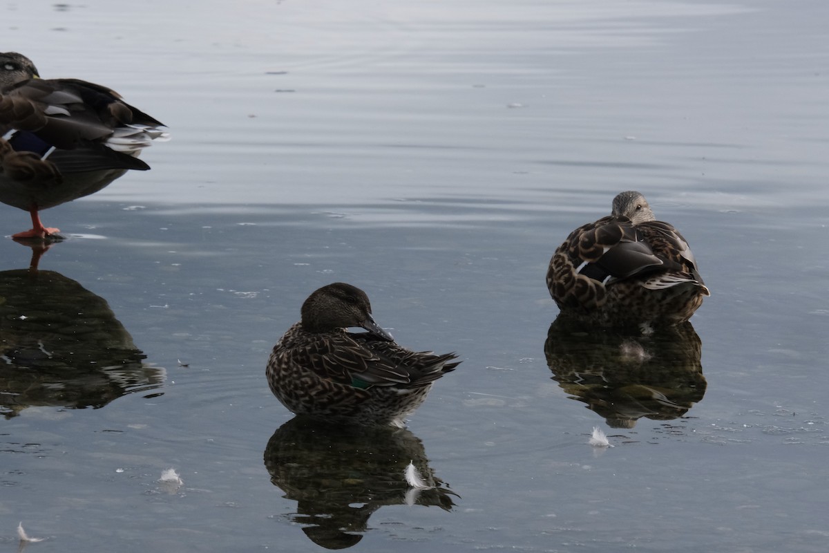 Green-winged Teal - ML259800421